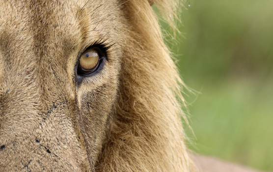 View of an extreme close up of a male lion s eye showing the golden iris and textured fur with facial scars in Waterberg District Municipality Limpopo South Africa. View of an extreme close up of a male lion s eye showing the golden iris and textured fur with facial scars in Waterberg District Municipality Limpopo South Africa.