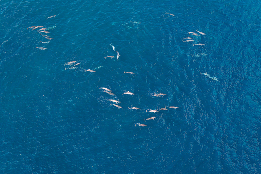 Aerial view of a large pod of dolphins swimming in the deep blue waters of the Indian Ocean off the coast of Makunudhoo Haa Dhaluu Atoll Maldives.