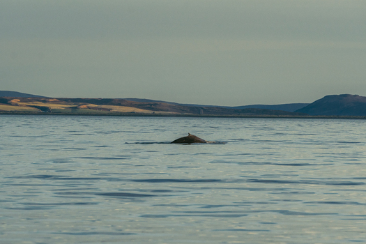 View of a whale breaching the calm serene waters under a muted sky distant hills fading into the horizon a tranquil scene of marine life H&uacute;sav&iacute;k Nor&eth;ur&thorn;ing Iceland.