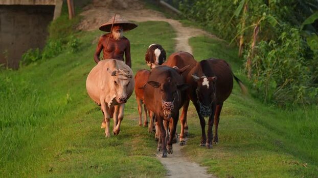 View of a farmer leading cows on a rural path in Bogura Bangladesh. View of a farmer leading cows on a rural path in Bogura Bangladesh.