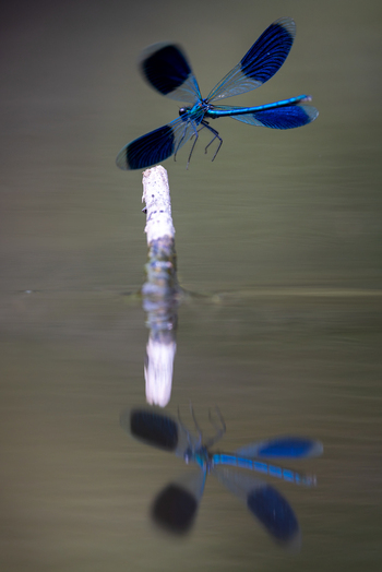 View of a blue damselfly with dark wings landing on a wooden stick above calm water with a sharp reflection in Wittenheim Grand Est France. View of a blue damselfly with dark wings landing on a wooden stick above calm water with a sharp reflection in Wittenheim Grand Est France.