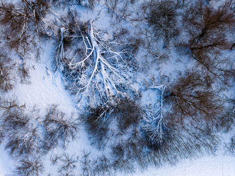 Aerial view of fallen trees and bare branches covered in fresh snow in a winter forest in Lithuania. Aerial view of fallen trees and bare branches covered in fresh snow in a winter forest in Lithuania.