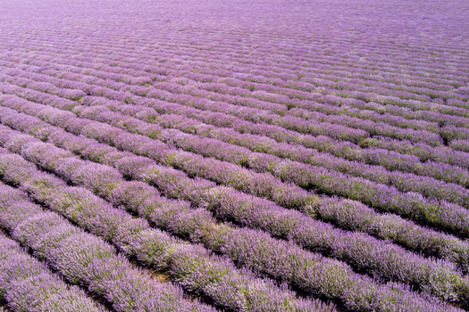 Aerial view of a vibrant lavender field with perfectly aligned rows of purple flowers stretching across the landscape in Saints Constantine and Helena Varna Bulgaria.