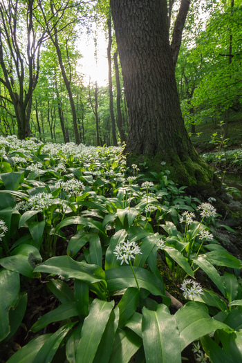 View of blooming wild garlic flowers covering the forest floor near a large tree trunk with sunlight filtering through the canopy in Bukova Trnava Region Slovakia. View of blooming wild garlic flowers covering the forest floor near a large tree trunk with sunlight filtering through the canopy in Bukova Trnava Region Slovakia.