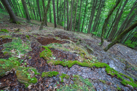 View of Pancierovske travertines mineral formations covered in green moss within a dense deciduous forest Banska Bystrica Banskobystricky kraj Slovakia. View of Pancierovske travertines mineral formations covered in green moss within a dense deciduous forest Banska Bystrica Banskobystricky kraj Slovakia.