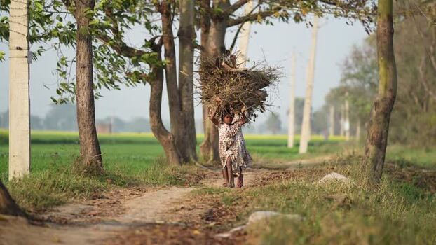 View of a girl carrying firewood on a rural path in India.