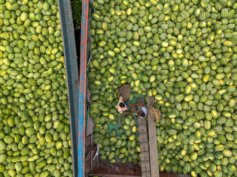 Dhaka Bangladesh 04 April 2026 Aerial view of a vibrant sea of light green cucumbers punctuated by the deep blue of metal structures and the earthy tones of woven baskets. Dhaka Bangladesh 04 April 2026 Aerial view of a vibrant sea of light green cucumbers punctuated by the deep blue of metal structures and the earthy tones of woven baskets.