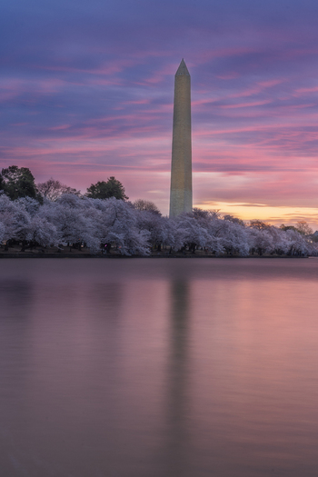 View of the Washington Monument and Tidal Basin surrounded by blooming cherry blossoms under a vibrant sunset sky Washington District of Columbia United States. View of the Washington Monument and Tidal Basin surrounded by blooming cherry blossoms under a vibrant sunset sky Washington District of Columbia United States.