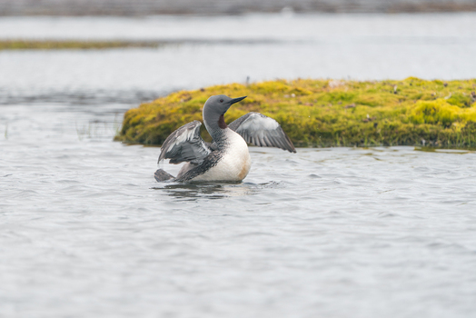 Svalbard and Jan Mayen 27 July 2025 View of a Red throated Diver with wings spread in the water near a mossy island. Svalbard and Jan Mayen 27 July 2025 View of a Red throated Diver with wings spread in the water near a mossy island.