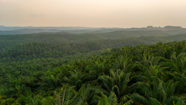 Aerial view of a vast palm oil plantation with rows of palm trees stretching across rolling hills under a soft hazy sky in Indonesia.