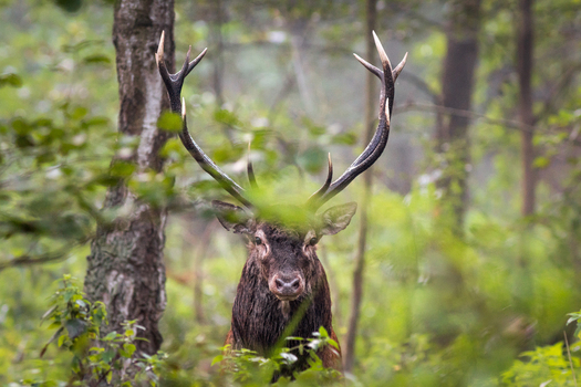 View of a majestic red deer stag with large antlers standing in a lush green forest in Debrzno Pomeranian Voivodeship Poland.