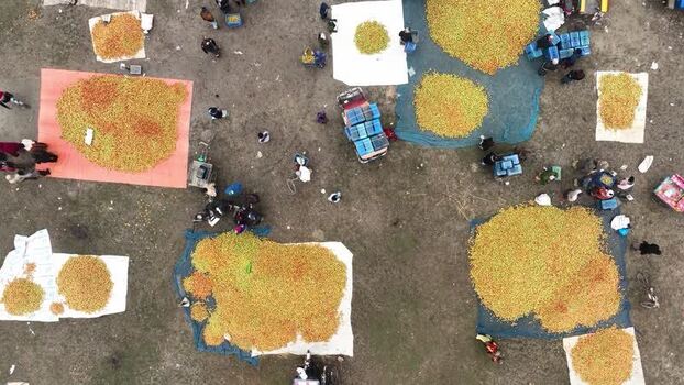 Aerial view of people sorting fruit in a market Bangladesh.