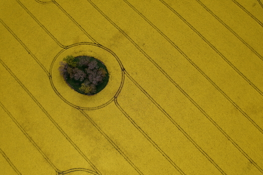 Aerial view of blooming yellow oil seed rape fields with a circular island of trees and geometric tractor tracks in Nairn Scotland United Kingdom. Aerial view of blooming yellow oil seed rape fields with a circular island of trees and geometric tractor tracks in Nairn Scotland United Kingdom.
