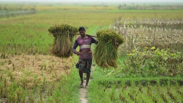View of a farmer carrying harvested crops in a field Bangladesh.