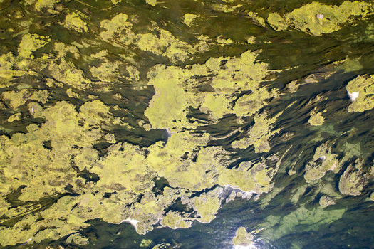 Aerial view of the Po river covered with green algae and aquatic vegetation floating on the dark water surface in Morano sul Po Piedmont Italy. Aerial view of the Po river covered with green algae and aquatic vegetation floating on the dark water surface in Morano sul Po Piedmont Italy.