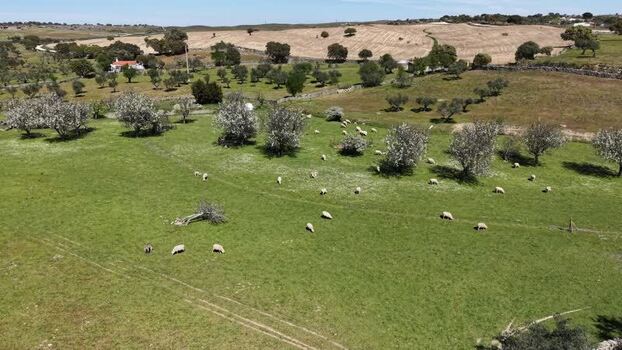 Aerial view of sheep grazing in a field Spain.