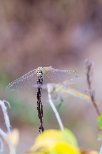 View of a dragonfly perched on a dry plant stem with another dragonfly visible in the soft focus background in Cairo Cairo Governorate Egypt. View of a dragonfly perched on a dry plant stem with another dragonfly visible in the soft focus background in Cairo Cairo Governorate Egypt.