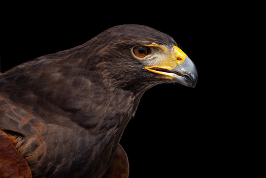 View of a Harris s hawk profile with sharp beak and intense gaze against a black background in Selestat Grand Est France.