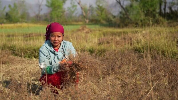 View of a woman harvesting crops in a rural field Nepal.