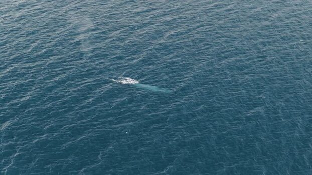 Aerial view of a whale swimming in the ocean Greenland. Aerial view of a whale swimming in the ocean Greenland.