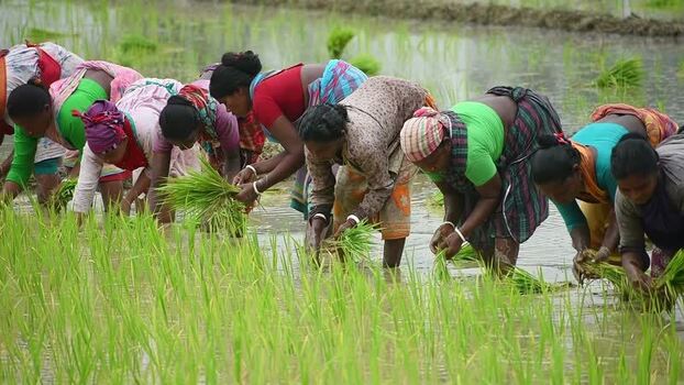 View of women planting rice seedlings in a flooded field Bangladesh. View of women planting rice seedlings in a flooded field Bangladesh.