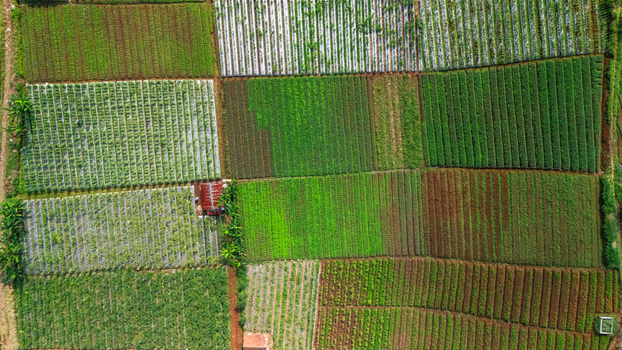 Aerial view of vibrant green agricultural fields and rectangular crop plots with a small farm building in Sukabumi West Java Indonesia. Aerial view of vibrant green agricultural fields and rectangular crop plots with a small farm building in Sukabumi West Java Indonesia.