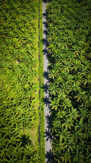 Aerial view of a road cutting through a dense verdant palm plantation casting long shadows under the tropical sun Quepos Puntarenas Province Costa Rica.