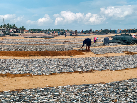 Sri Lanka 19 April 2024 View of workers drying fish on the sandy beach under a bright blue sky in Sri Lanka.