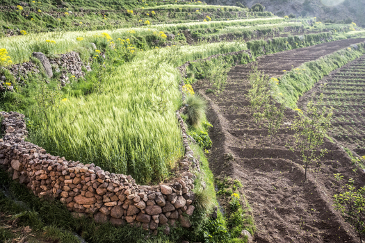 View of lush green terraced fields with stone walls and yellow wildflowers on a hillside in the Atlas Mountains near Tizi Oussem Marrakech Safi Morocco. View of lush green terraced fields with stone walls and yellow wildflowers on a hillside in the Atlas Mountains near Tizi Oussem Marrakech Safi Morocco.
