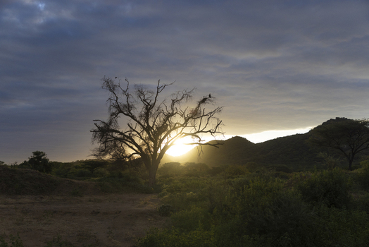 View of a silhouetted leafless tree against the setting sun with rolling hills and dense green shrubs Sololo Marsabit County Kenya.