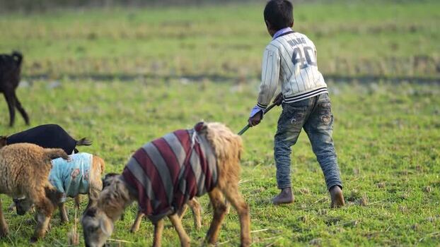 View of a young boy tending to a herd of goats in a field Bangladesh.