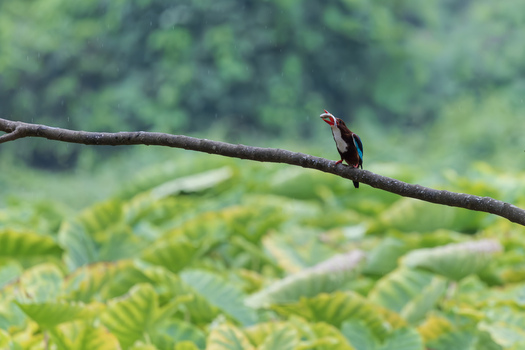 View of a white throated kingfisher perched on a branch with a fish in its beak against a backdrop of lush green foliage in Dehong Dai and Jingpo Autonomous Prefecture Yunnan China. View of a white throated kingfisher perched on a branch with a fish in its beak against a backdrop of lush green foliage in Dehong Dai and Jingpo Autonomous Prefecture Yunnan China.