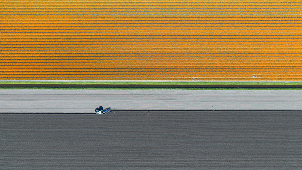 Aerial view of vibrant orange tulip fields and a tractor plowing dark soil separated by a rural road and canal Heiloo North Holland Netherlands. Aerial view of vibrant orange tulip fields and a tractor plowing dark soil separated by a rural road and canal Heiloo North Holland Netherlands.