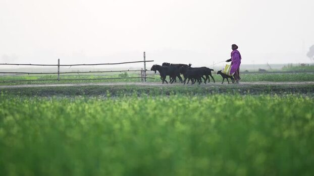View of a woman herding black goats through a rural field Bangladesh.