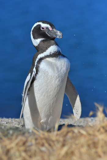 View of a Magellanic penguin standing on the sandy shore with the blue ocean in the background in Puerto Madryn Chubut Argentina. View of a Magellanic penguin standing on the sandy shore with the blue ocean in the background in Puerto Madryn Chubut Argentina.