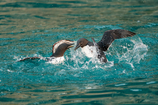 Svalbard Svalbard and Jan Mayen 22 July 2025 View of two Brunnich s guillemots splashing and interacting in the turquoise arctic waters near the Alkefjellet bird cliffs.