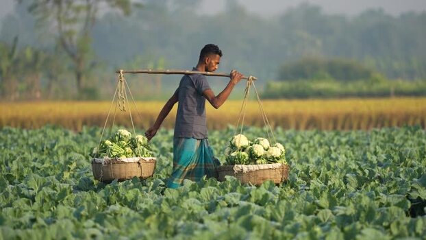 View of a farmer carrying cauliflower baskets in a field Bangladesh. View of a farmer carrying cauliflower baskets in a field Bangladesh.
