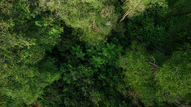 Aerial view of a dense tropical rainforest canopy with lush green foliage diverse tree species and intricate leaf textures in Indonesia. Aerial view of a dense tropical rainforest canopy with lush green foliage diverse tree species and intricate leaf textures in Indonesia.