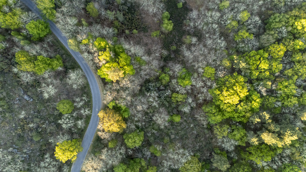 Aerial view of a winding asphalt road cutting through a dense forest with a mix of green and yellow trees in Ourense Province of Ourense Spain. Aerial view of a winding asphalt road cutting through a dense forest with a mix of green and yellow trees in Ourense Province of Ourense Spain.