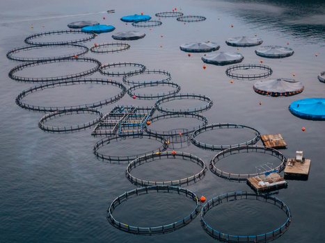 Aerial view of a fish farm with circular aquaculture cages and floating platforms in the calm sea near Epidavros Greece.