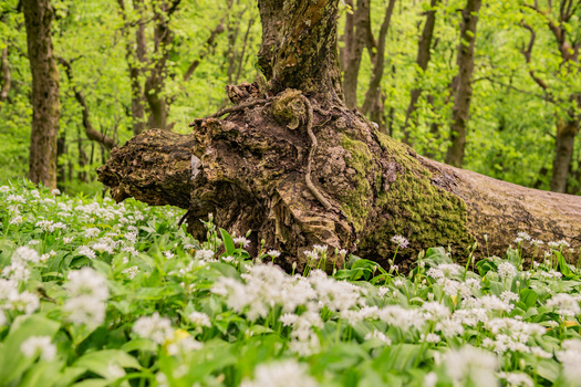 View of a mossy fallen tree trunk surrounded by blooming white wild garlic flowers in the forest of the Male Karpaty mountains Smolenice Trnava Region Slovakia. View of a mossy fallen tree trunk surrounded by blooming white wild garlic flowers in the forest of the Male Karpaty mountains Smolenice Trnava Region Slovakia.