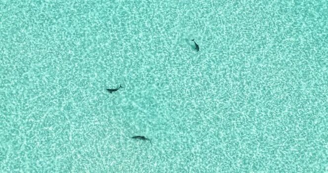 Aerial view of dolphins swimming in turquoise water Maldives.