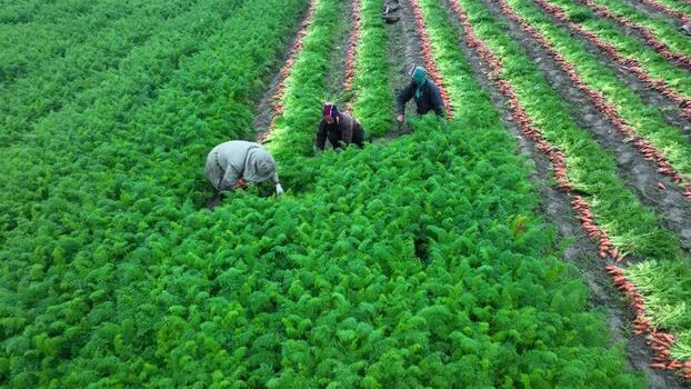Aerial view of farmers harvesting carrots in Bogura Bangladesh. Aerial view of farmers harvesting carrots in Bogura Bangladesh.