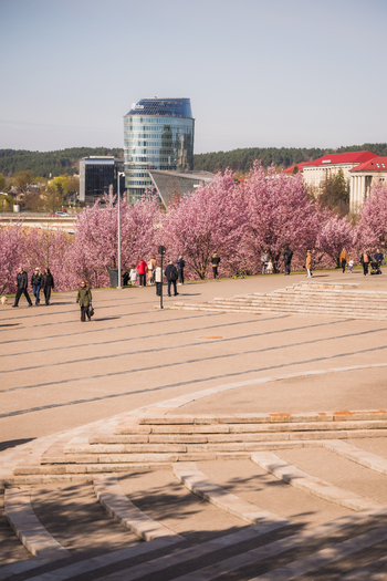 View of people walking past blooming cherry blossom trees in a public square with modern skyscrapers and clear blue sky in Vilnius Vilnius County Lithuania. View of people walking past blooming cherry blossom trees in a public square with modern skyscrapers and clear blue sky in Vilnius Vilnius County Lithuania.