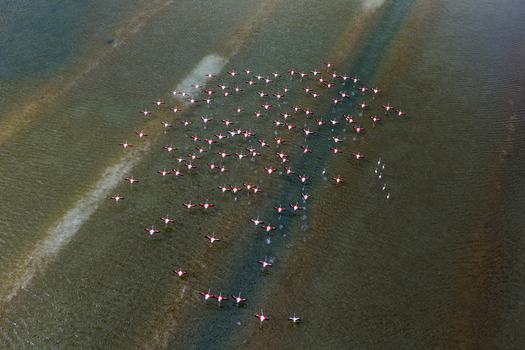 Aerial view of a mesmerising flock of flamingos creating a vibrant splash of pink against the tranquil shallow waters of the salt flats San Pedro del Pinatar Region of Murcia Spain. Aerial view of a mesmerising flock of flamingos creating a vibrant splash of pink against the tranquil shallow waters of the salt flats San Pedro del Pinatar Region of Murcia Spain.
