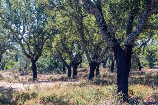 View of a grove of cork oak trees with characteristic stripped bark and sunlit foliage in Alentejo Portugal. View of a grove of cork oak trees with characteristic stripped bark and sunlit foliage in Alentejo Portugal.