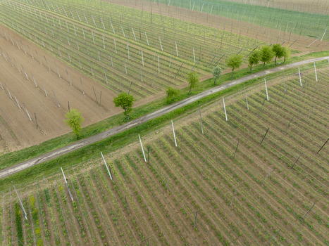 Aerial view of hop gardens with tall poles and wires next to a dirt road lined with green trees in Aiglsbach Bavaria Germany.