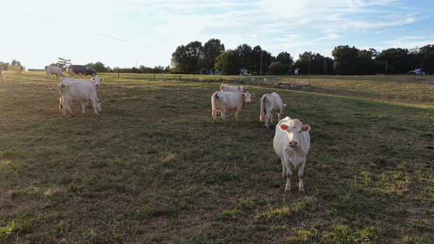 Aerial view of white cows grazing in a green pasture during the golden hour in Yanceyville North Carolina United States. Aerial view of white cows grazing in a green pasture during the golden hour in Yanceyville North Carolina United States.