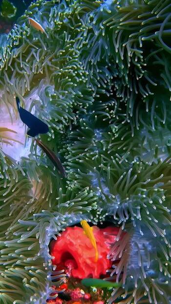 View of tropical fish in sea anemones in Bali Indonesia. View of tropical fish in sea anemones in Bali Indonesia.