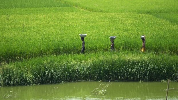 View of people walking through green rice fields Bangladesh.
